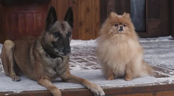 Step Dogs