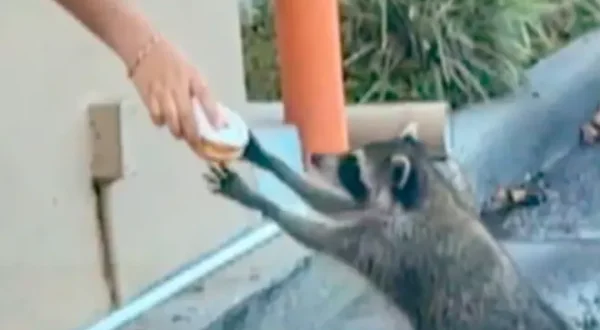Sur le vif : vidéos insolites