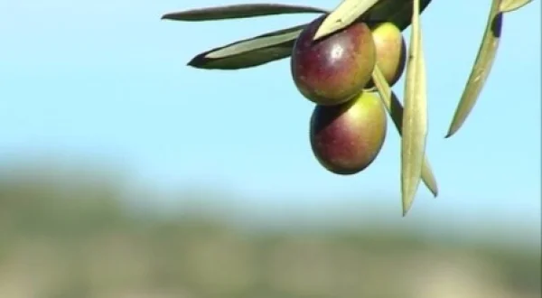 Agrosfera