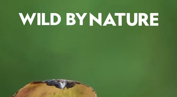 Wild By Nature