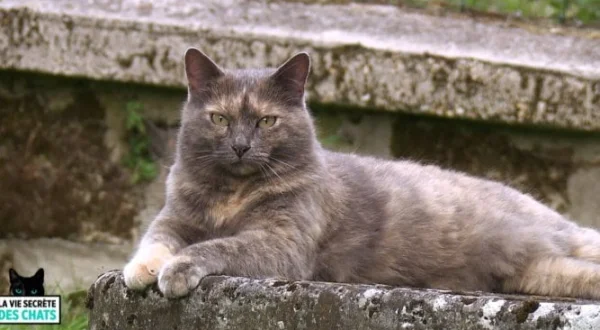 La vie secrète des chats