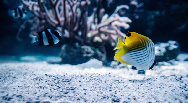 Tanked