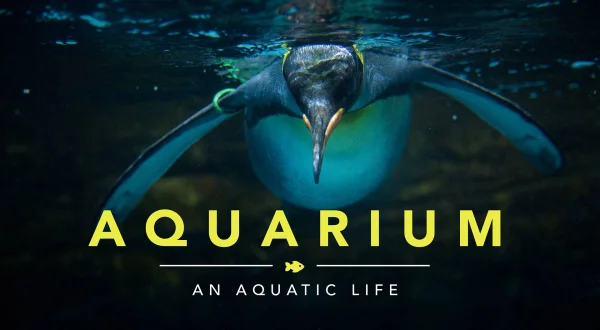 Η Ζωή στο Ενυδρείο | Aquarium: An Aquatic Life