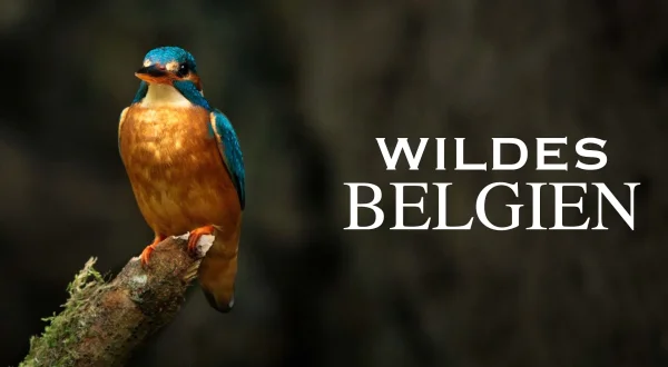 Det ville Belgia