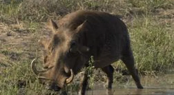Destins Animal
