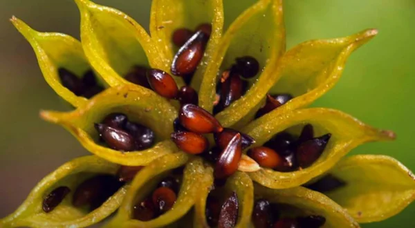 Lo strabiliante mondo delle piante