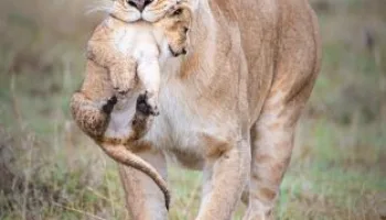 Parenthood