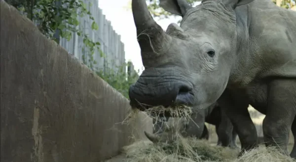 Rhino Orphanage