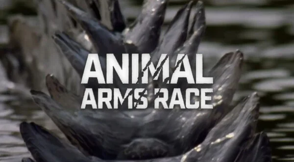 Animal Arms Race