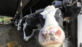 Das Rind als Nutztier