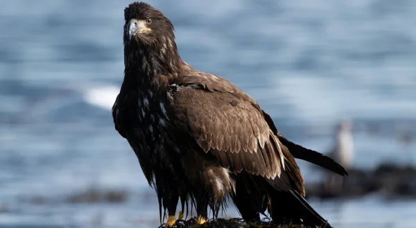 Islands: Die wilden Labore der Natur