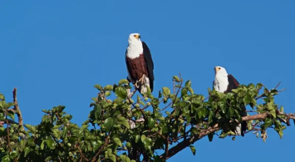 Afrikas tödlichste Jäger