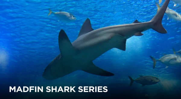 Madfin Shark Series