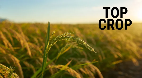 Top Crop