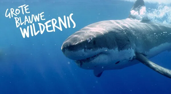 Grote blauwe wildernis