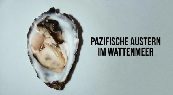 Pazifische Austern im Wattenmeer