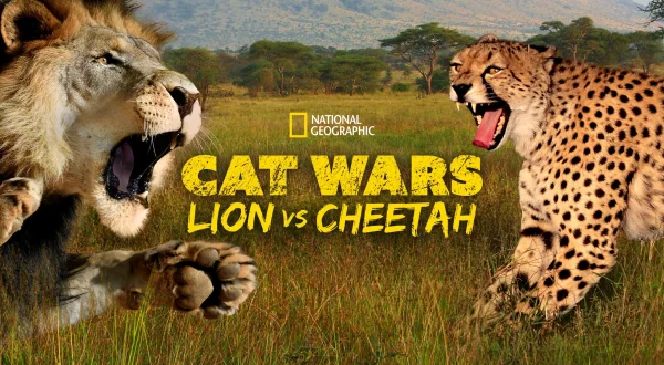 Kattekrige: Løve mod gepard