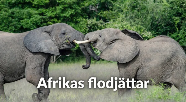 Afrikas flodjättar