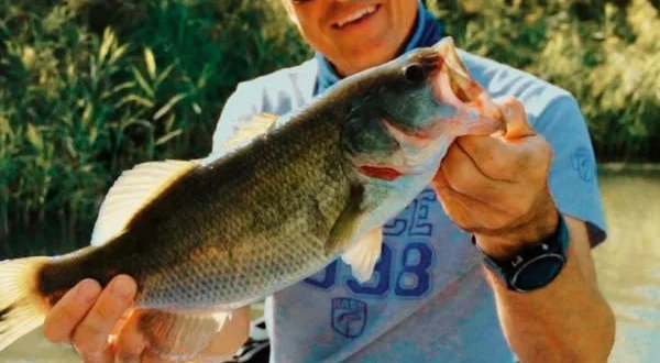 Vita da bassman 1