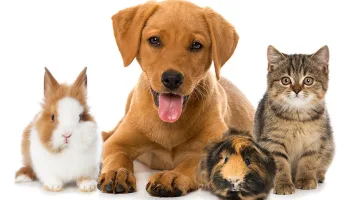 Tiere suchen ein Zuhause