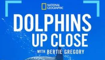 Au plus près des dauphins avec Bertie Gregory