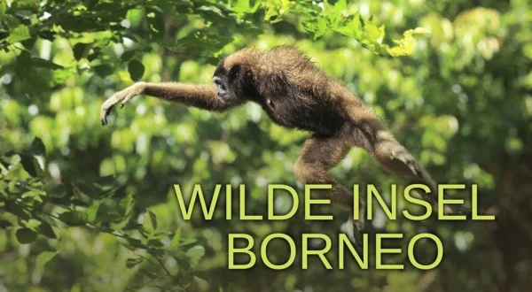 Wilde Insel Borneo