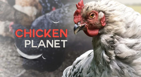 Chicken Planet