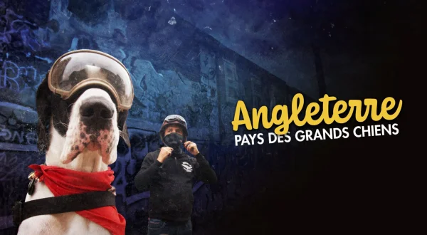 Angleterre, pays des grands chiens