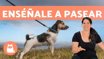 El momento del paseo