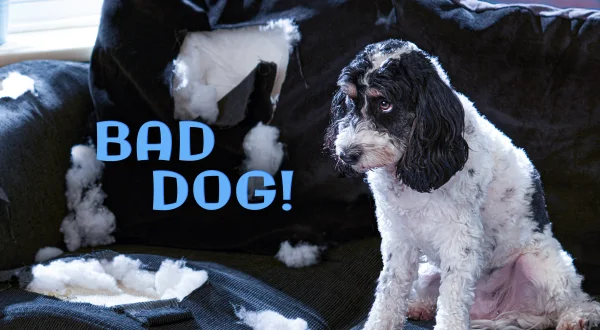 Bad Dog