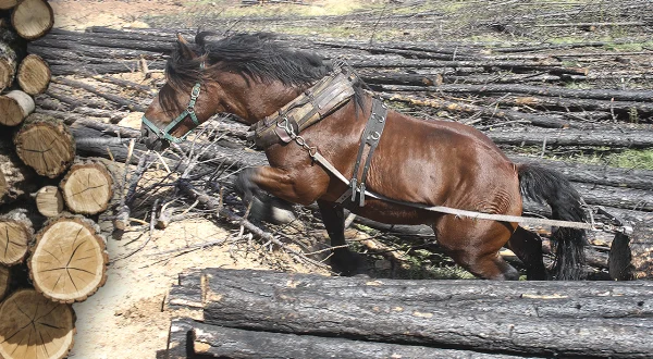 La madera. Tala del árbol, arrastre y transporte con caballerías y su aprovechamiento