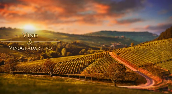 Vino i vinogradarstvo