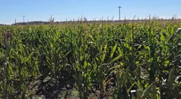 Origen rural - Tres Arroyos | Tres Arroyos