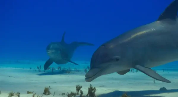 À la rencontre des baleines avec Steve Backshall