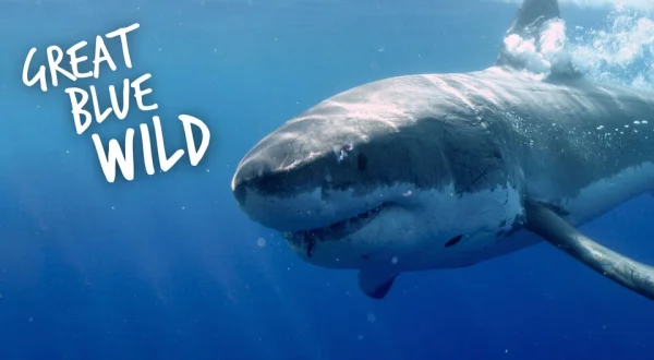 Great Blue Wild