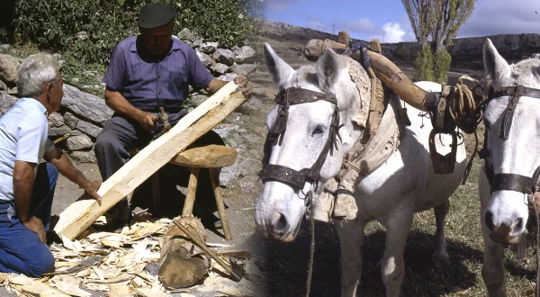 El yugo de madera artesanal. Elaboración manual de este elemento para unir dos animales de tiro