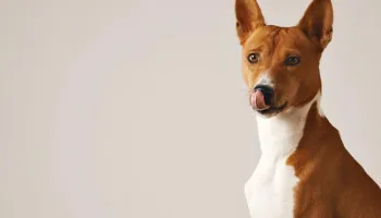 El adiestramiento canino
