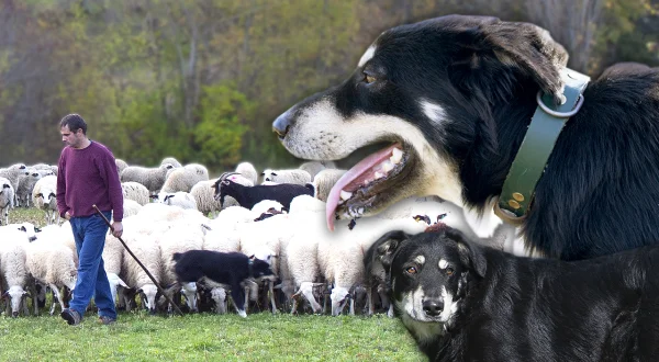 Perro pastor para guiar rebaños. Características de esta raza en peligro de extinción: can de chira