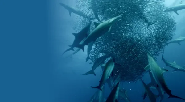 Cinquante nuances de requins