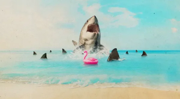 Hai-Alarm: Floridas gefährlichster Strand