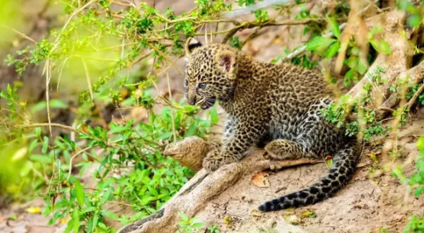 Léoparde: la reine du Serengeti