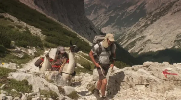 Über alle Berge - Mit Lamas über die Alpen