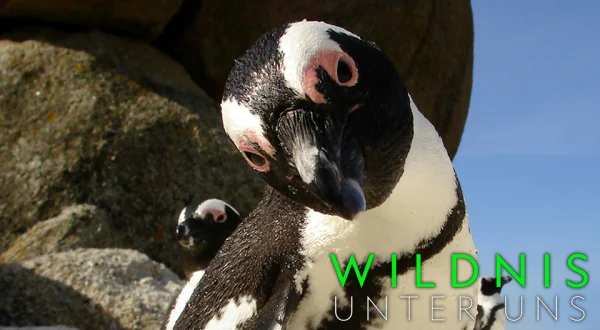 Wildnis unter uns