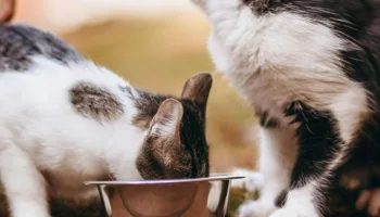 Cuida la alimentación de tu gato