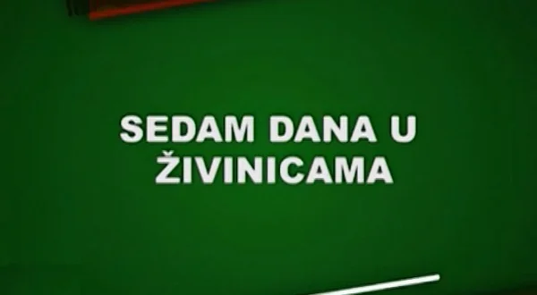 Sedam dana u Živinicama