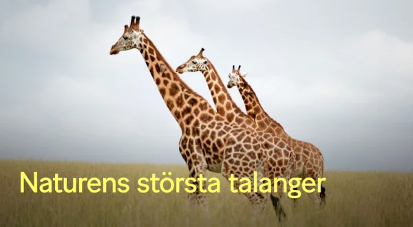 Naturens största talanger