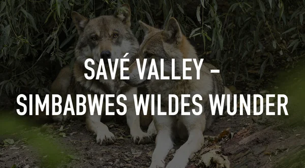 Savé Valley - Simbabwes wildes Wunder