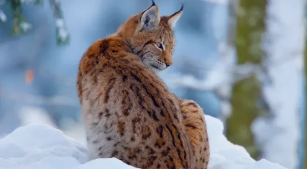 Winterwildnis - Tierische überlebenskünstler