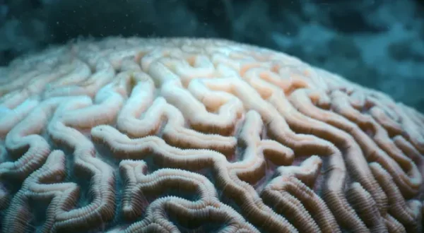 Bonnes nouvelles de la planète