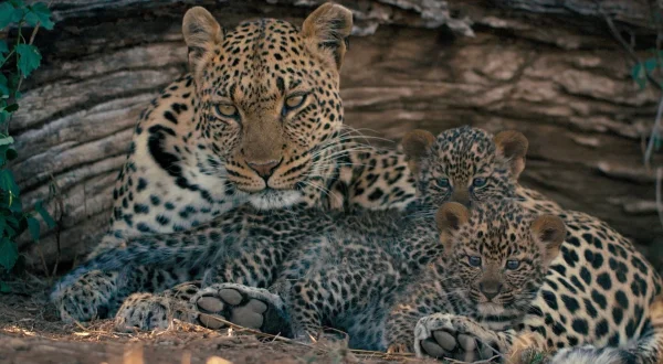 Mashatu: zemlja leoparda